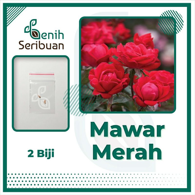 Bibit Mawar Merah - 2 Benih Bunga Mawar Red Rose F1 Import Tanaman Hias Premium Unggul Berkualitas