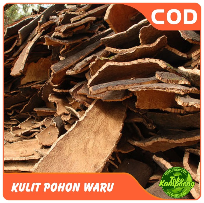 

Kulit pohon waru fresh 500 gram