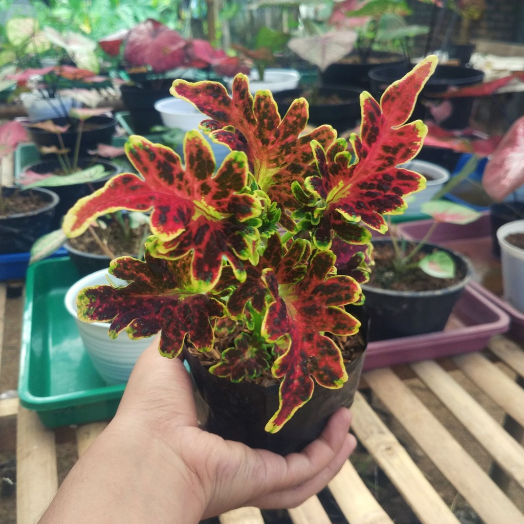 Miana Coleus ID Naga Khatulistiwa Premium Sudah Akar