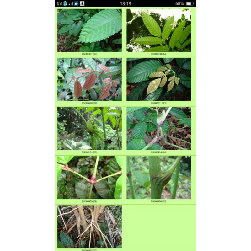 

Daun Mali-mali ( Leea indica)