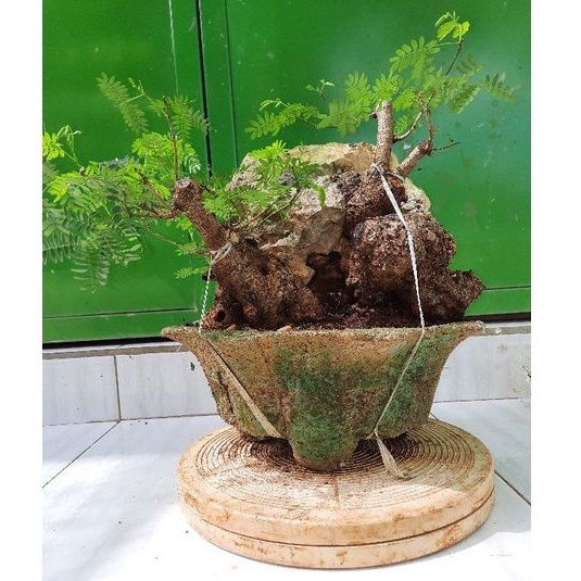 Bonsai Lamtoro /petai Cina small