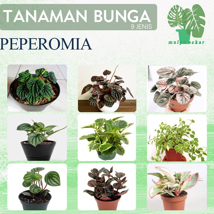 Tanaman Hias Bunga Peperomia Usia Remaja - Bunga Hias Paperomia - indoor