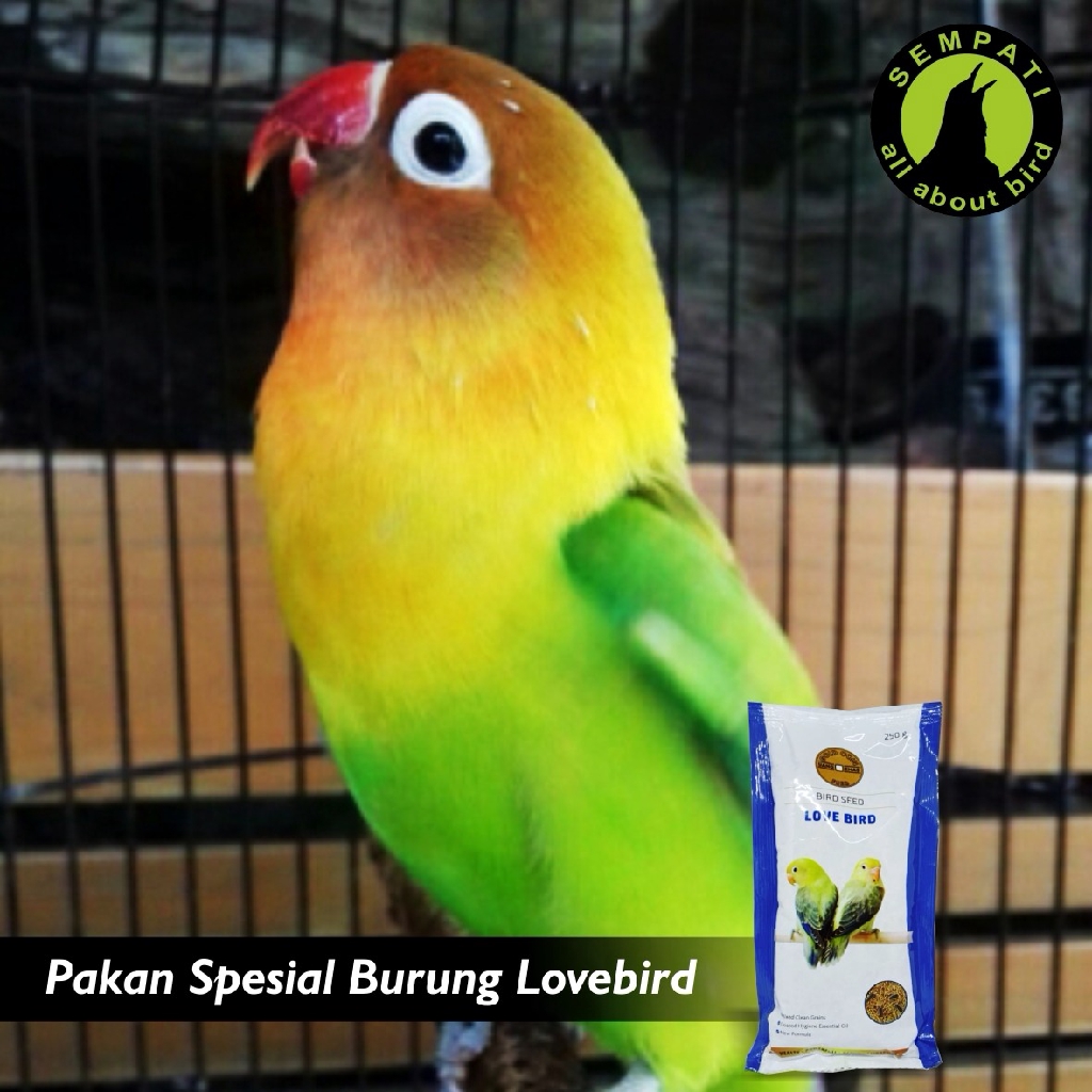 Gold Coin Lovebird Pakan Burung Lovebird Shopee Indonesia