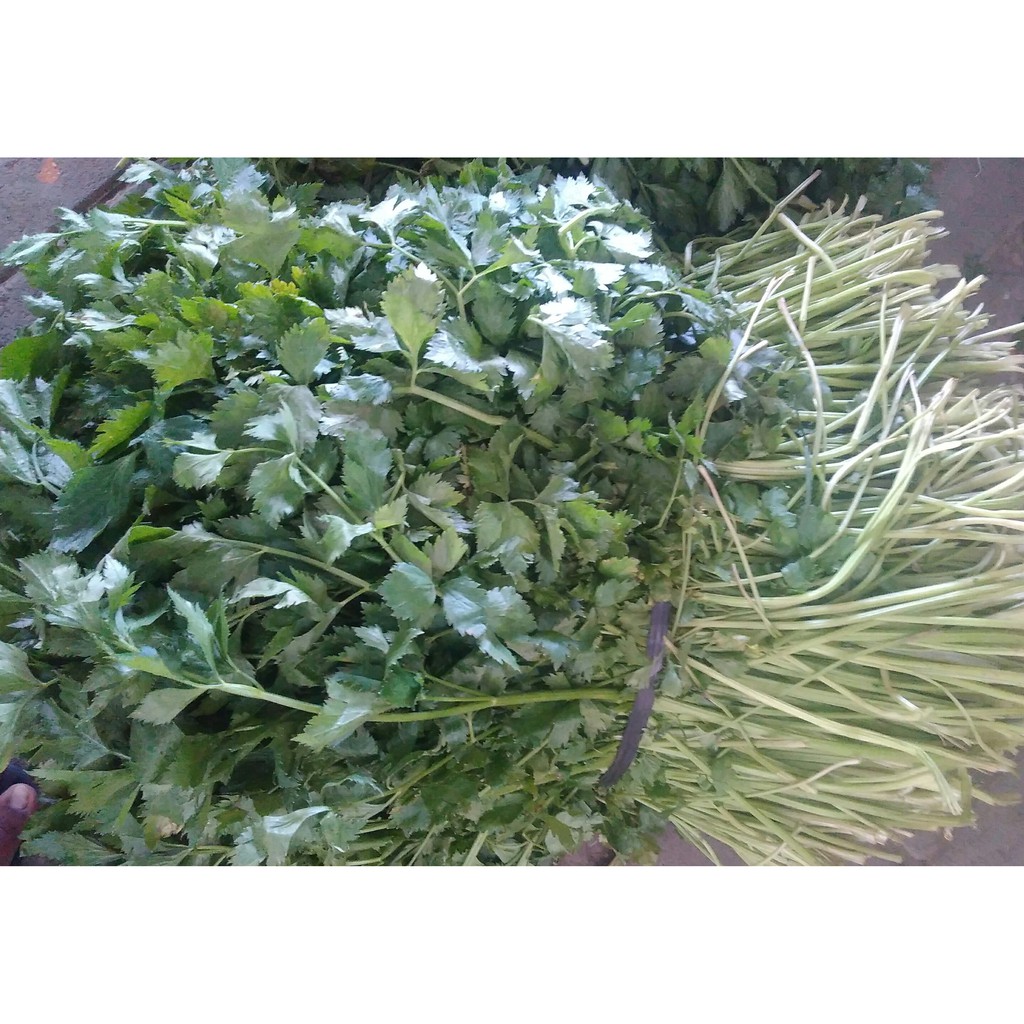 

DAUN KETUMBAR SAYUR Sebanyak 500 gram