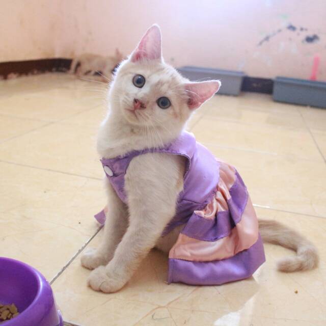  Kucing  Lucu Ungu 