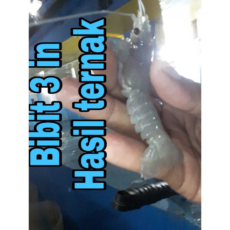 Lobster air tawar - Bibit lobster air tawar 6 - 8 cm