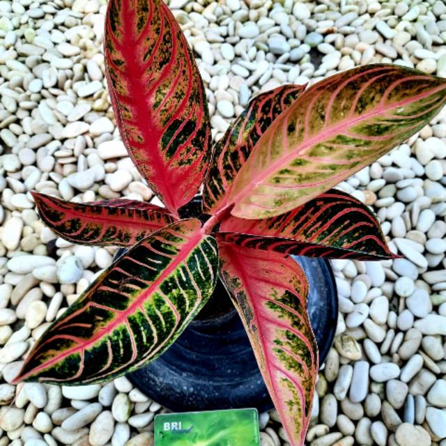 Aglaonema Pride Of sumatra ratudaun nursery