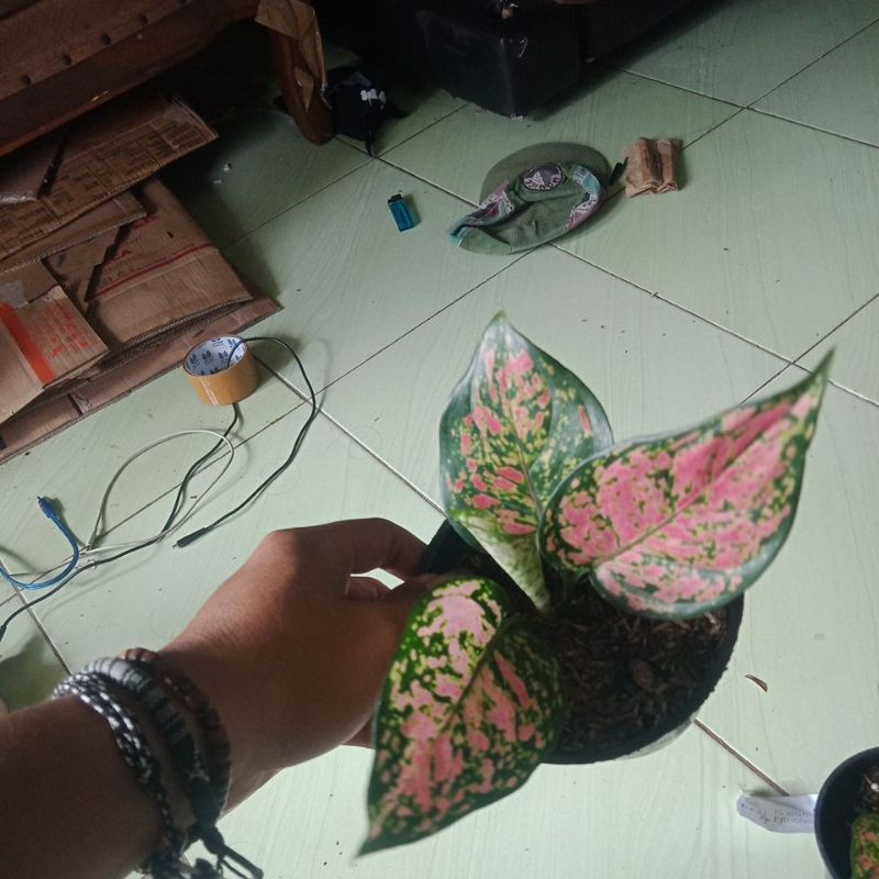 tanaman hias indukan dud anjamani murce