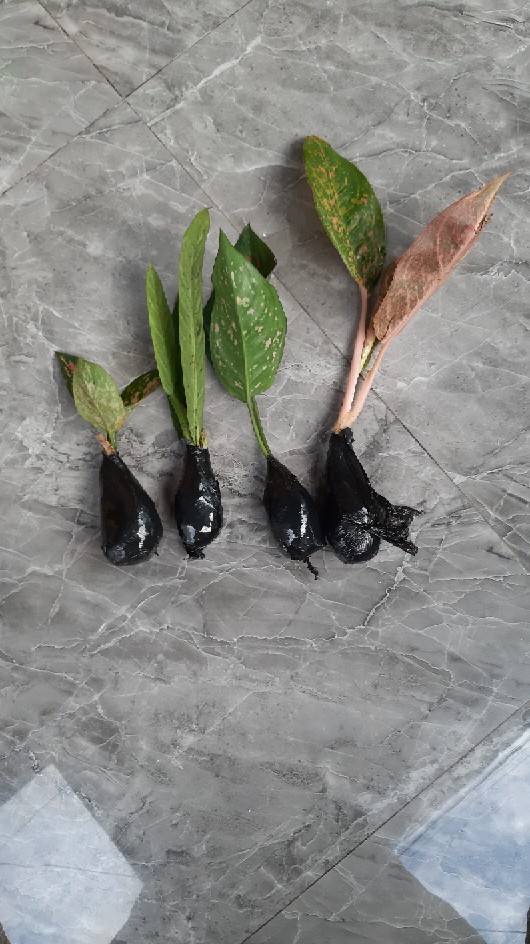 Tanaman Hias Aglonema Ruby Orangen