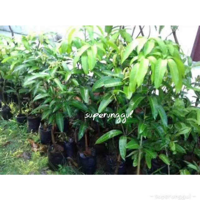Bibit mangga yuwen seri 6