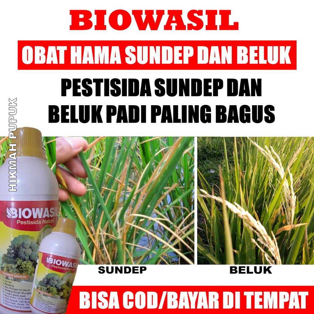 BIOWASIL PENGENDALI HAMA BELUK PADI TERBAIK, Obat Semprot Membasmi Hama Padi Sundep/Beluk, Obat Sund