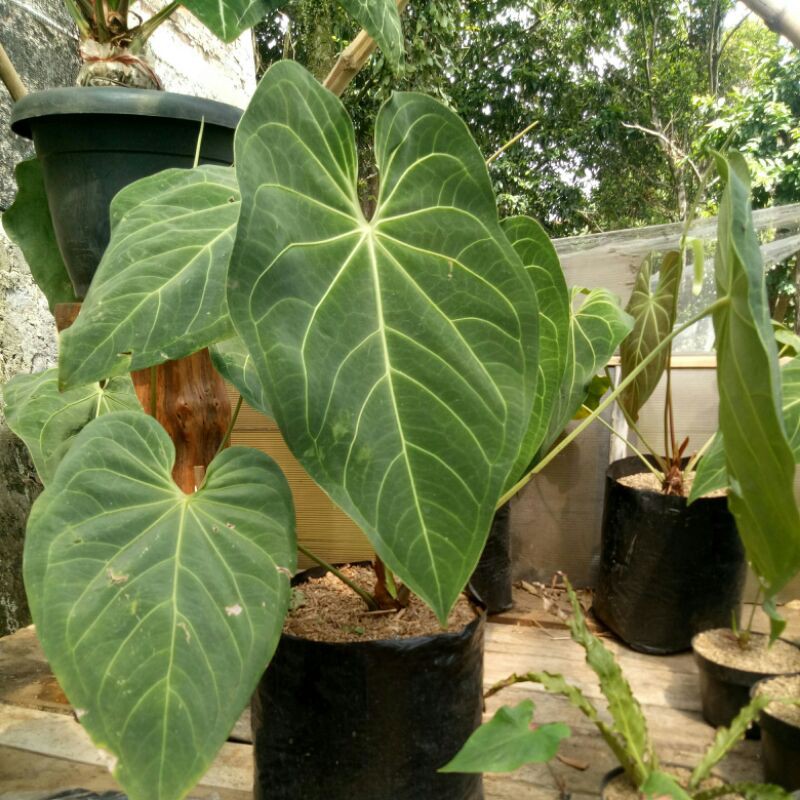 

kuping gajah magnuficum