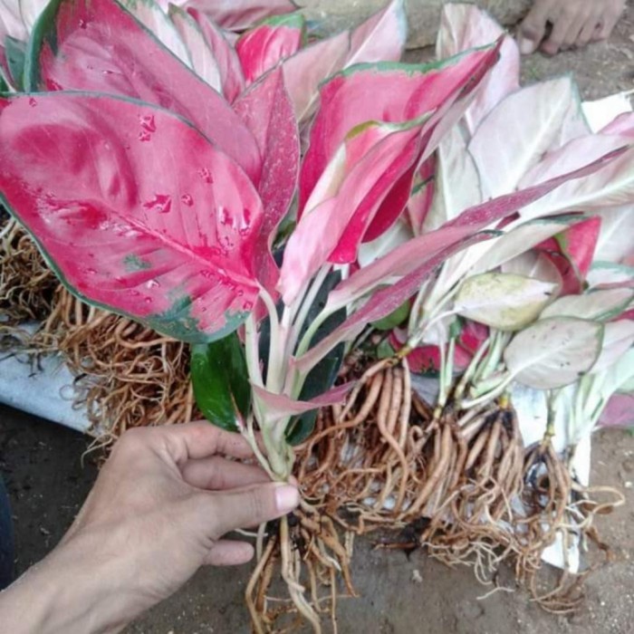 Tanaman Hias Aglonema suksom Red|(BONGGOL Aglonema Super White) - Suksom