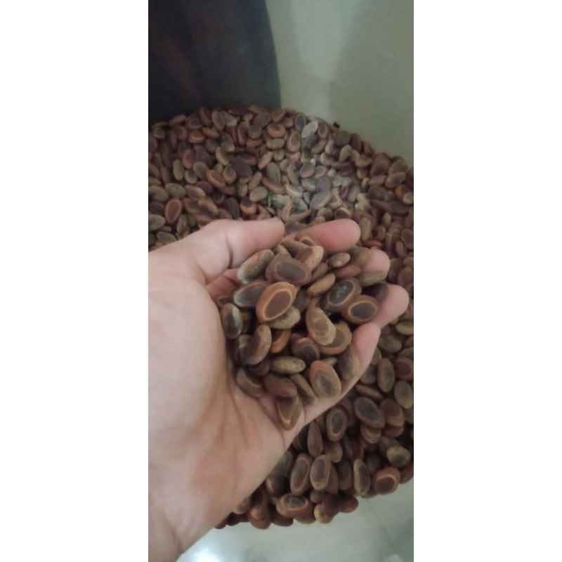 

promo murah 1000 gram sengon buto siap tanam