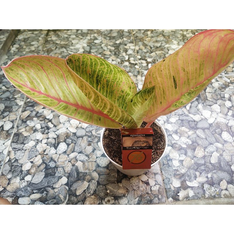 Aglonema Goliat Trah Merah
