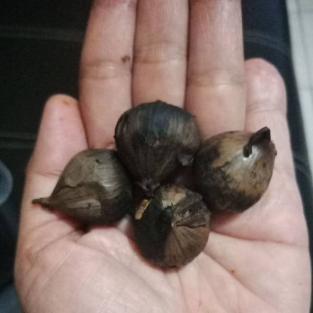 

bawang putih lanang / tunggal fermentasi