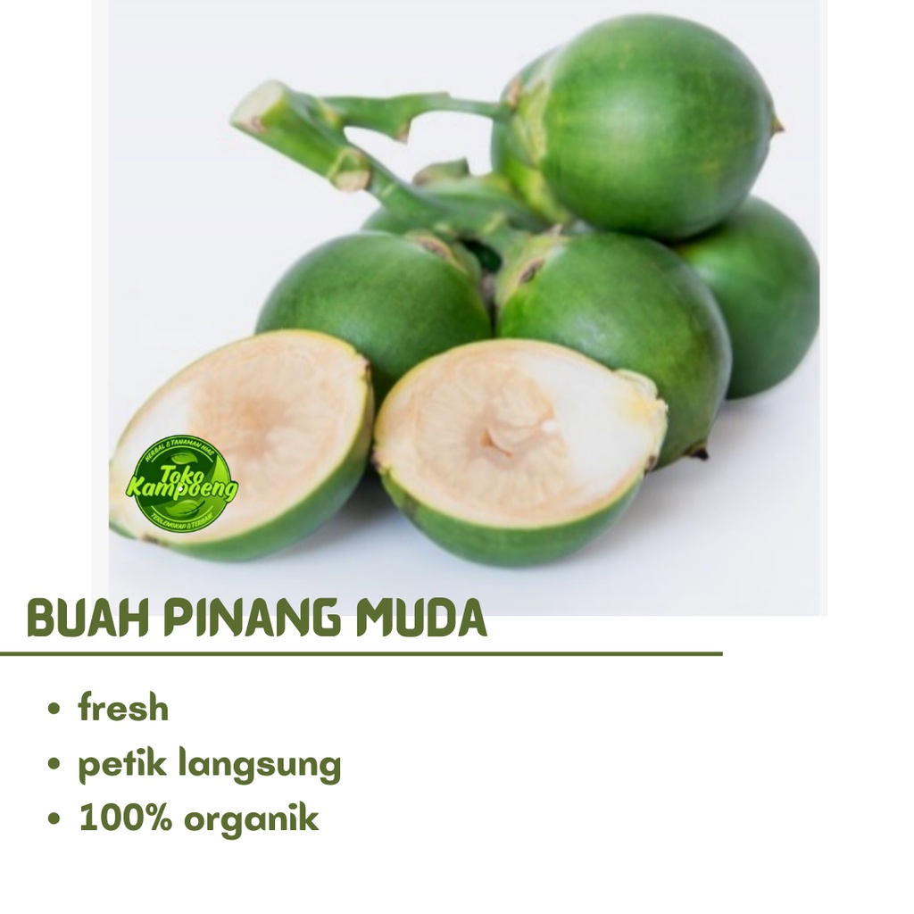 

[ PROMO ] Buah Pinang Muda Satuan - Petik Langsung Dijamin Fresh