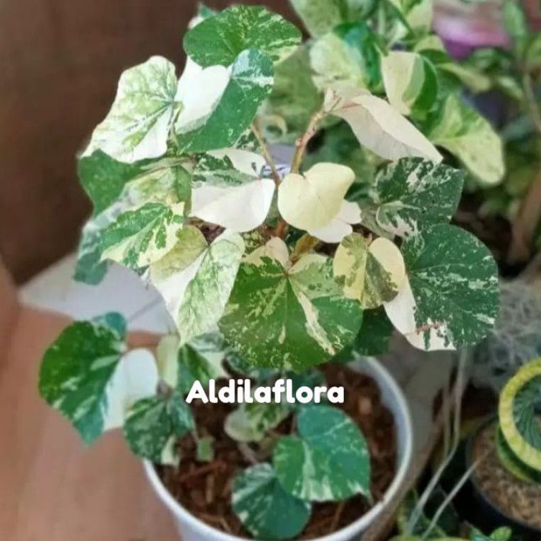 Tanaman hias daun waru varigata