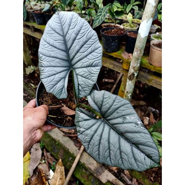 Alocasia reginae silver 2 daun