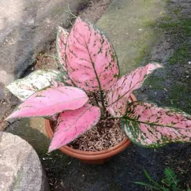 Jual Tanaman Aglonema Ruby Pinkpohon Daun Rimbun Ruby Pink Shopee