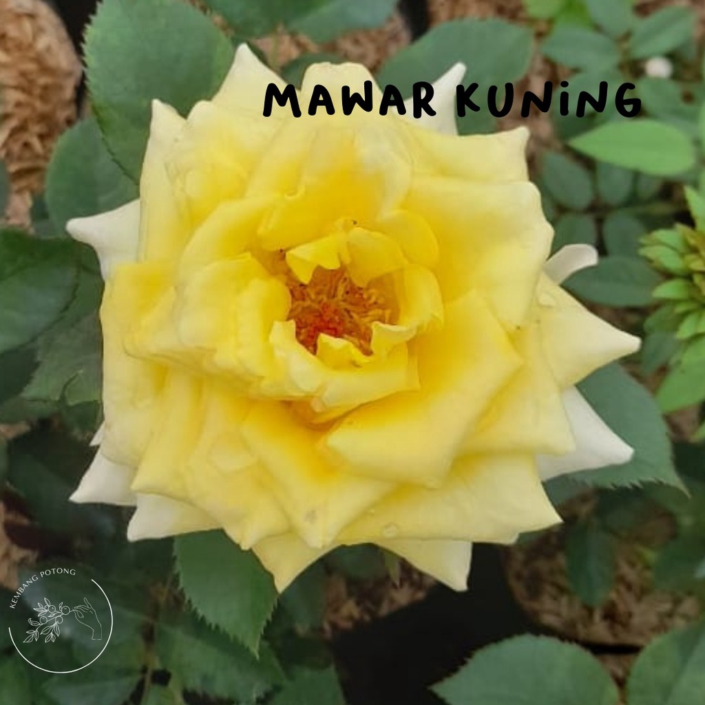 BIBIT mawar MURAH warna KUNING sudah BERBUNGA/KUNCUP  (bukan bunga potong)