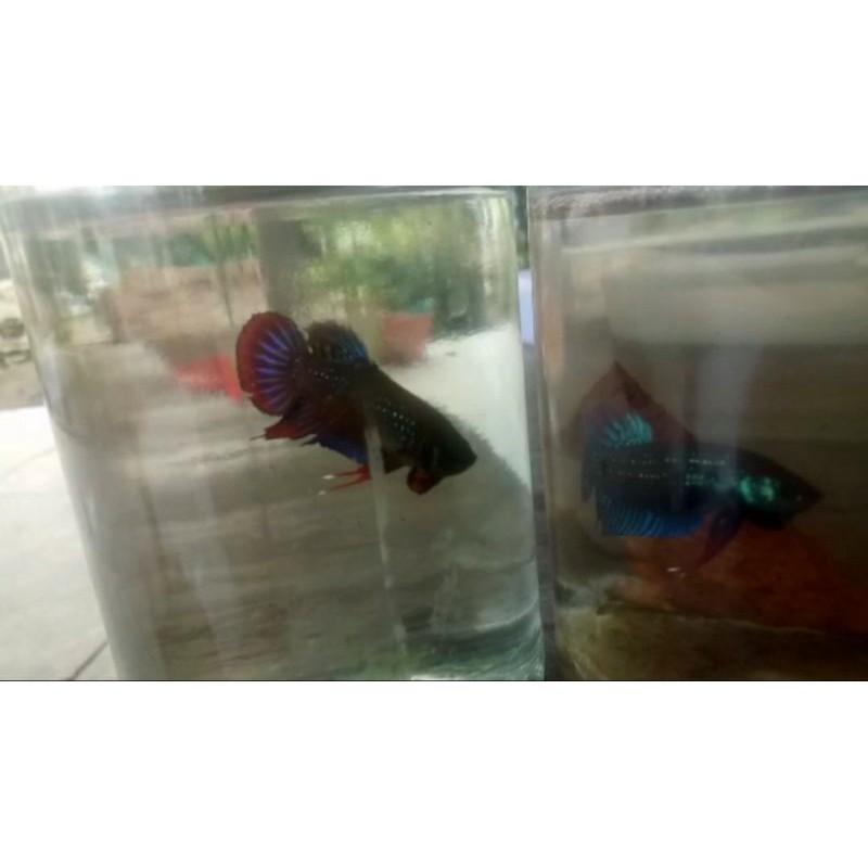Ikan Cupang Wild Betta Imbellis Aduan Angki