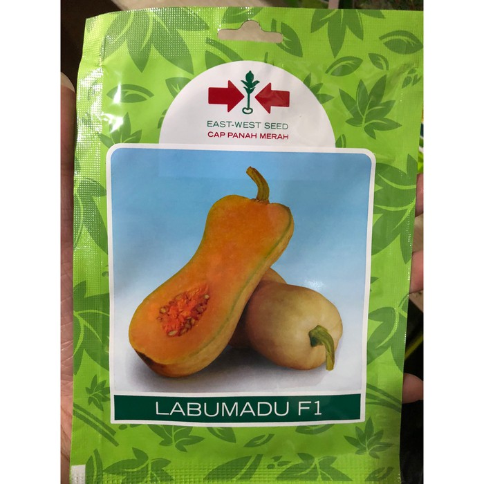 Benih Labu Madu Butternut Squash Panah Merah SP (10 Benih)