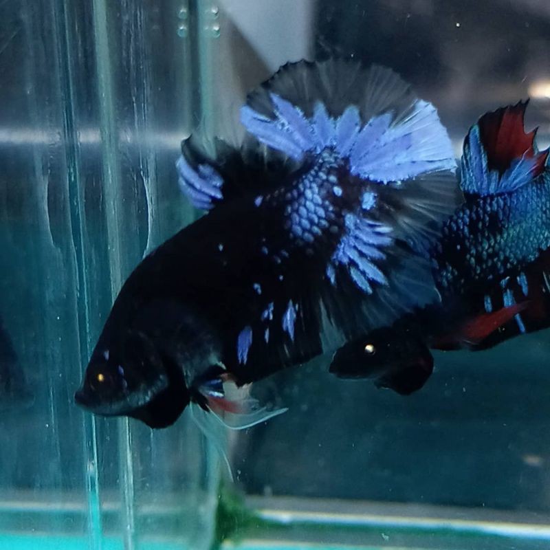 Ikan Cupang Avatar Gordon