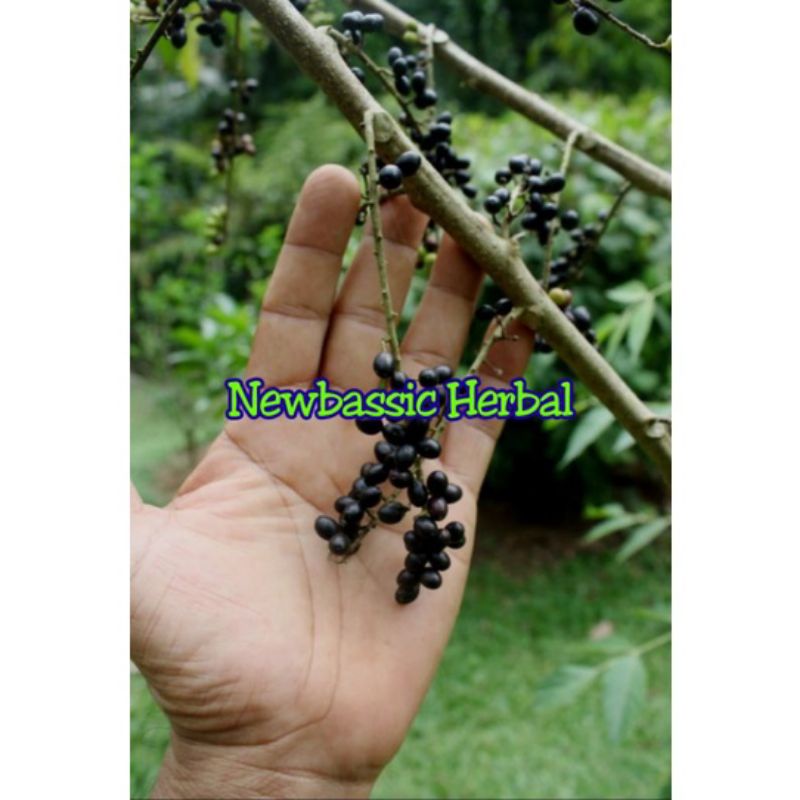 

buah melur buah makasar