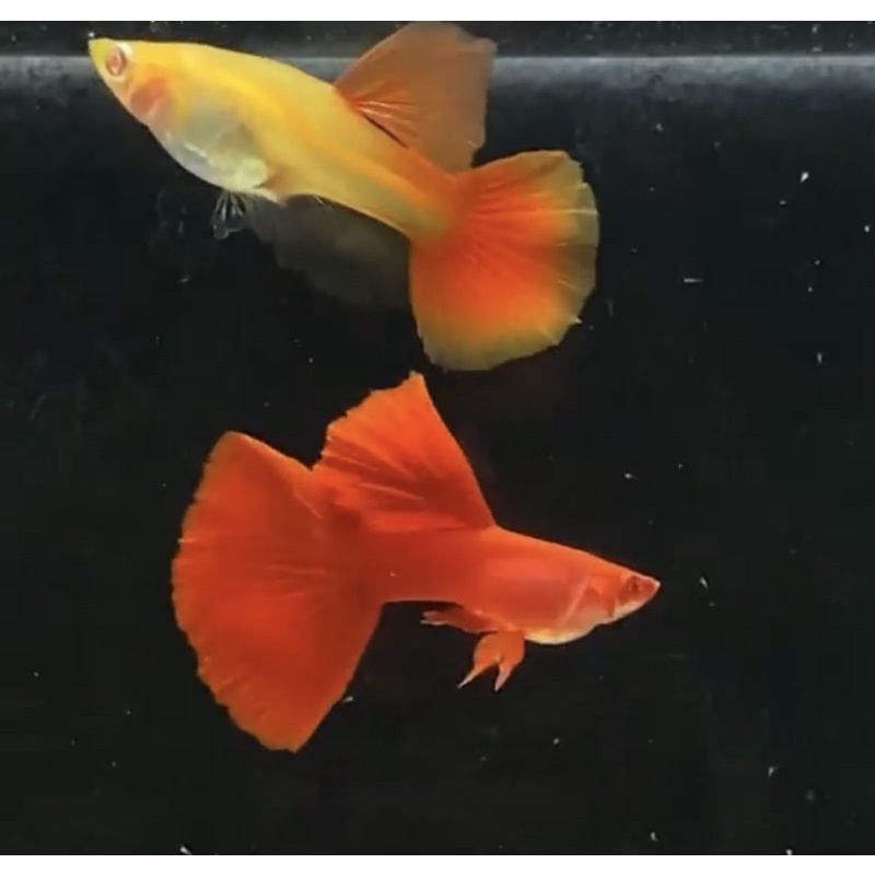Guppy gapi AFR / ikan guppy / gapi albino full red