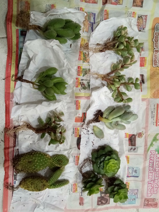 Sukulen Dan Kaktus Mini (echeveria ‘green Prince’)