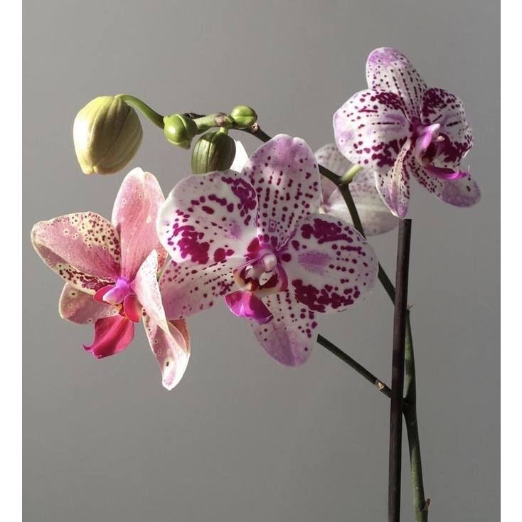 Seedling anggrek dendrobium frontera / Bunga Anggrek hidup/ Tanaman Hias Hidup /Bunga Hias Asli/ Bun