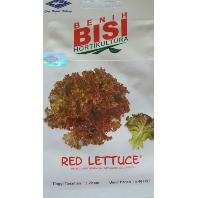 benih red lettuce