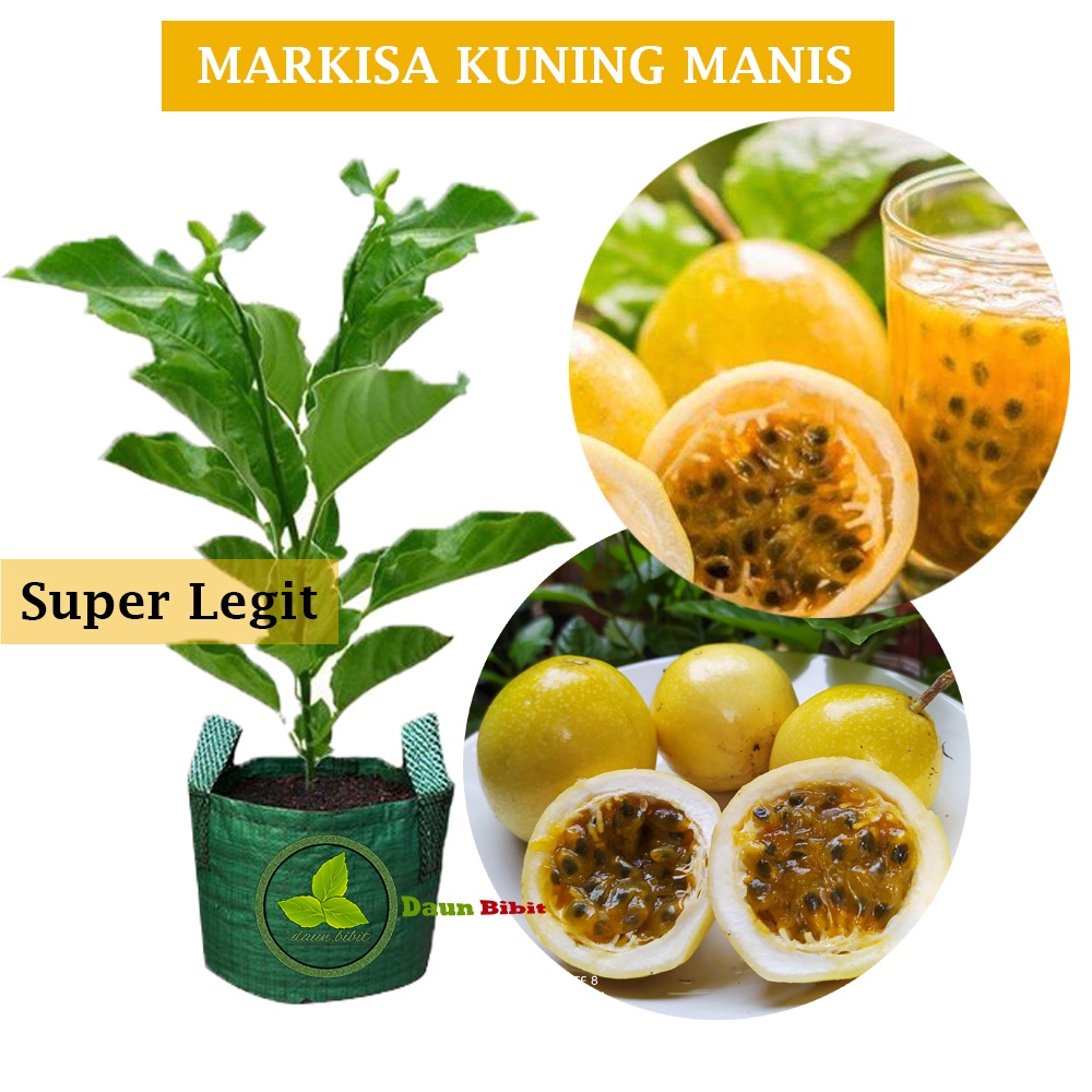 Bibit Markisa Kuning Manis Super Legit