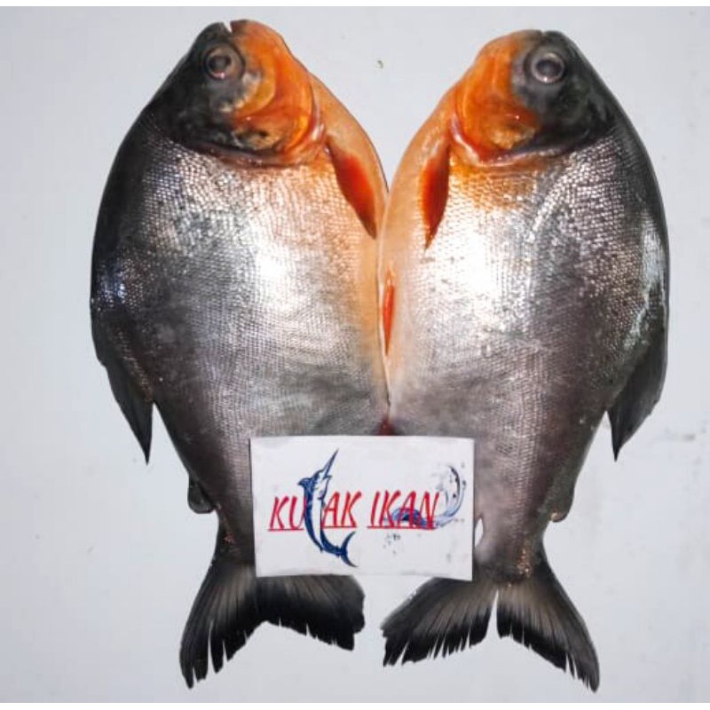 

IKAN BAWAL TAWAR SEGAR / IKAN LAUT SEGAR