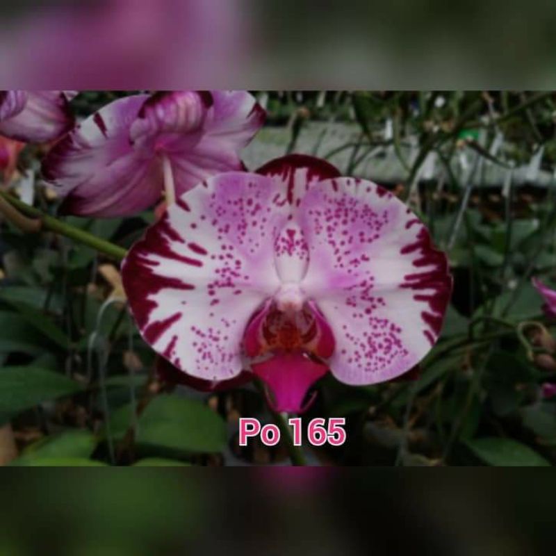 anggrek bulan spike dan knop hybrid Taiwan bunga jumbo