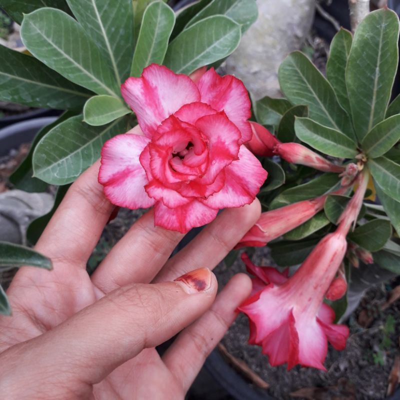 

Bibit Adenium Jepang Tumpuk