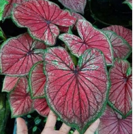 KELADI HIAS Caladium Keladi Hias BIBIT RED JAGUAR CaladiumSrirejeki CaladiumKilisuci