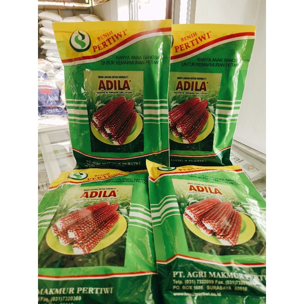 BIBIT JAGUNG UNGU KETAN HIBRIDA ADILA PERTIWI 100% ORIGINAL 250gram