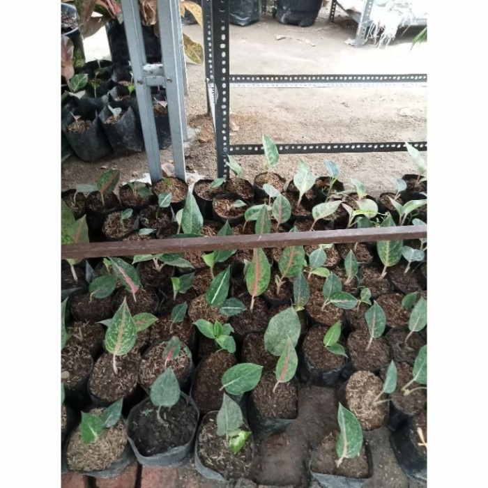 aglonema big papa anakan