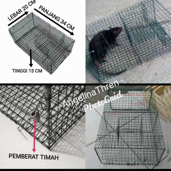 Jebakan Tikus Massal - Perangkap Tikus Massal Dengan Pemberat