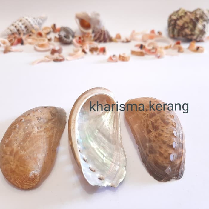 

Kerang Lubang 7