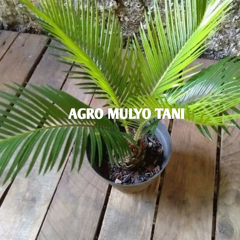 Bibit Tanaman Palem Sikas Mawar Jambe Berbonggol Besar