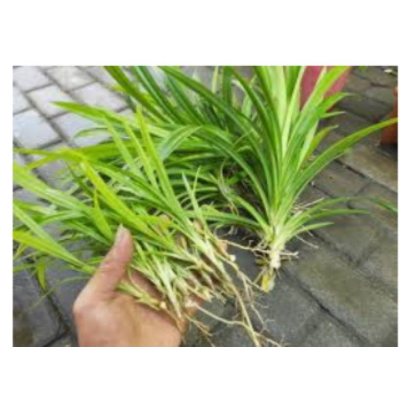 

bibit pandan wangi super siap tanam