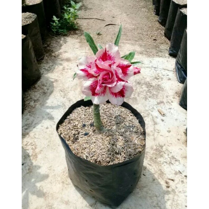 bunga Adenium tumpuk size B kamboja