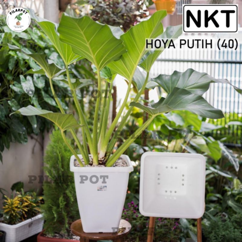 pot bunga tanaman kotak tinggi HOYA 40 PUTIH diameter 31cm - NKT HOYA