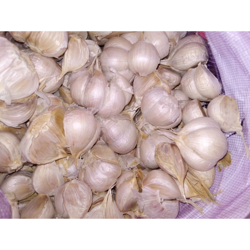 

bawang putih kating supreme
