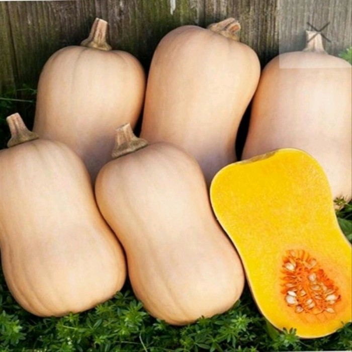 

LABU BUTTERNUT PUMPKIN JACQUILINE