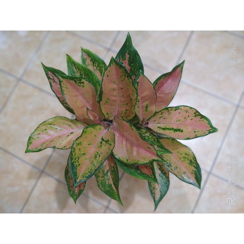 Aglonema Kocin Tembaga/Kocin Kuning Rumpun