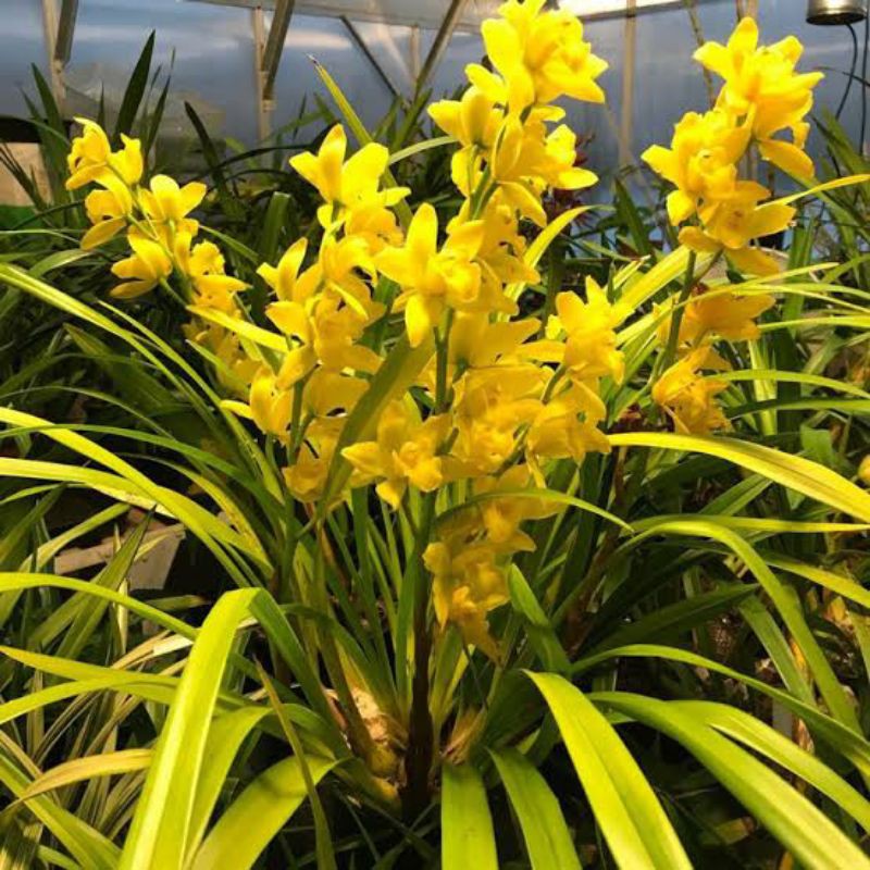 Anggrek tanah golden boy